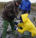 Woods Hole Oceanographic Institution geologist Liviu Giosan (left) Emil Vespremeanu (in blue) and Ionutz Ovejanu (yellow) of the University of Bucharest use an auger to bore holes in the Danube Delta to reconstruct its growth history.