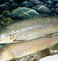 In the best of cases, which would involve just slight climate changes, the situation for the trout is "disastrous."