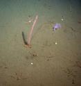 Sea pen, sea cucumber, and brittle stars on the seafloor northwest of Monterey Bay, 1,700 meters below the sea surface.