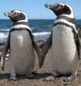Magellanic penguins have a high level of variation in genes associated with the ability to fight infectious disease, but a recent study found that the mechanism the penguins use to ensure that diversity is far from black and white. A recent study published in the <i>Journal of Heredity </i>tested whether the significant diversity in the Major Histocompatibility Complex (MHC) genome region observed in these birds is attributable to mate choice or genetic selection based on disease exposure. Surprisingly, they found no direct evidence for disassortative mating based on the genotypes of the breeding pairs. Incidence of shared alleles between males and females in breeding pairs was not significantly different from what would be expected by chance. 

But heterozygosity was found to be associated with increased fitness of adults, as heterozygous females hatched significantly more eggs and fledged significantly more chicks than homozygous females (in fact, none of the homozygous females that hatched eggs actually fledged any chicks). This finding suggests that a mechanism for balancing selection is at work in maintaining MHC diversity, even if it is not promoted by disassortative mating.