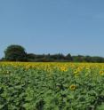 Sunflowers crops rely heavily on pollinators.