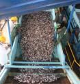 According to the study, the highest forage fish catches were found in the Humboldt Current models where the Peruvian anchoveta fishery operates.