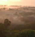 Water droplets in the morning mists of the Amazon jungle condense around aerosol particles. In turn, the aerosols condense around minuscule salt particles that are emitted by fungi and plants during the night.