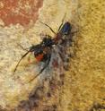 This shows a redback spider-hunting wasp <i>(Agenioideus nigricornis)</i> dragging its paralyzed prey back to its nest.