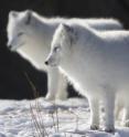 This is a photograph showing arctic foxes. The Little Ice Age allowed a new wave of arctic foxes to colonize Iceland, according to new research led by Durham University, UK. A “bridge” of sea ice appeared during a dip in temperatures between 200 to 500 years ago allowing arctic foxes to migrate to Iceland from different Arctic regions including Russia, North America and Greenland.