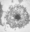 Giant viruses should be included reconstructions of the tree of life, researchers report in a new study. The mimivirus, shown here (small black hexagons) infecting an amoeba, is as big as some bacterial cells and shares some ancient protein structures with most organisms.