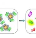 Gold nanoparticles (at left) with green fluorescent protein (GFP) 'smell' different cancer types in much the same way our noses identify and remember different odors. At right, the distinct protein levels in a cancer interact with the particle to generate patterns used to identify cancer type.