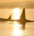 This shows southern resident killer whales in the waters around the San Juan Islands, USA and British Columbia. Both male and female killer whales will remain with their mothers throughout their lives. Adult male killer whales are easily distinguishable from females by their considerably larger dorsal fins.