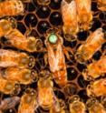 Nurse bees generally remain in the hive to feed and take care of the queen and her larvae.