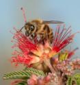 Forager bees are responsible for gathering pollen and nectar.