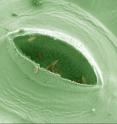 Electron micrograph showing <i>Salmonella</i> in the pores of a lettuce leaf (photo has been colored). Electron micrograph showing <i>Salmonella</i> in the pores of a lettuce leaf (photo has been colored).