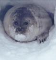University of Washington scientists found that the habitat required for ringed seals -- animals under consideration for the threatened species list -- to rear their young will drastically shrink this century. In this photo, a ringed seal peaks out from its snow cave.