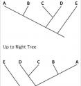 Although images in textbooks generally represent phylogenetic trees with trunks angling up and to the right, research shows that students have better comprehension when the trunks angle down to the right.