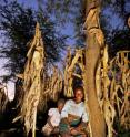 Rhoda Mang'yana of Malawi is one of thousands of African farmers improving their depleted soil by growing trees and annual crops that stay in the ground two years or more. Here she grows maize near "fertilizer trees" to improve her farm's crop yield and soil fertility.