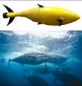 The tuna has a natural body framework ideal for unmanned underwater vehicles (UUVs), solving some of the propulsion and maneuverability problems that plague conventional UUVs. BIOSwimmer™ is a UUV inspired by the tuna and designed for high maneuverability in harsh environments, with a flexible aft section and appropriately placed sets of pectoral and other fins.