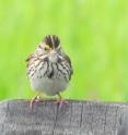 Avian malaria was found in Alaska in the Savannah sparrow, pictured here.