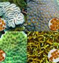 Corals are able to build large reef structures in many of the worlds shallow tropical environments because they contain symbiotic micro-algae called Symbiodinium (and often referred to as zooxanthellae). Distinct symbiont species which are found in different corals look nearly identical.