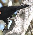A study led by St. Andrews University in Scotland tagged New Caledonian crows to learn about their social behavior.