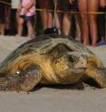 Loggerhead turtles are the subject of the UCF study.