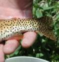 This is a geenback cutthroat trout from Bear Creek near Colorado Springs, Colo.