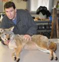 Stan Gehrt, a wildlife ecologist at Ohio State University, inspects a coyote captured in the greater Chicago area as part of a long-running study on this increasingly common urban resident.