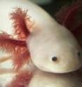 Salk research shows that in the axolotl, a Mexican salamander, jumping genes have to be shackled or they might move around in the genomes of cells in the tissue destined to become a new limb, and disrupt the process of regeneration.