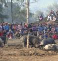 Enga tribal villagers gather at Irelya, Papua New Guinea, in 2010 for a village court compensation ceremony aimed settling a homicide case to avoid warfare between clans. Pigs are given to the victim’s clan as compensation from the offender’s clan.