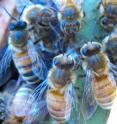 BioMed Central’s open access journal <i>Genome Biology</I> finds that specific proteins, released by damaged larvae and in the antennae of adult honey bees, can drive hygienic behavior of the adults and promote the removal of infected larvae from the hive.