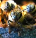 BioMed Central’s open access journal <i>Genome Biology</I> finds that specific proteins, released by damaged larvae and in the antennae of adult honey bees, can drive hygienic behavior of the adults and promote the removal of infected larvae from the hive.