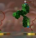 An electrochemical DNA-switch (red ribbon) detects its target antibody (green) directly in blood. By mimicking nature's own sensing mechanisms, Vallée-Bélisle, Plaxco and Ricci have built a synthetic molecular switch that enables the fast and convenient detection of diagnostically relevant antibodies. The sensing principle is straightforward: Upon antibody binding, the switch opens and separates a signaling element (bright circle) from the surface of an underlying electrode. This causes a signal change that can be easily measured using inexpensive devices similar to those used in the home glucose self-test meter. Using these "nature-inspired" nanoswitches the researchers were able to detect anti-HIV antibodies directly in whole blood in less than five minutes.