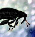 This is an adult <i>Orchestes pallicornis</i> (apple flea weevil).