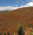 This shows bare branches and rust-colored foliage denote dead and dying trees in Colorado's Front Range.