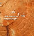 This Douglas-fir sample from the Southwest has annual tree rings dating back to the year 1527.  The narrowing of the rings that formed from the 1560s through the 1590s indicates that the tree grew little during the 16th century megadrought.