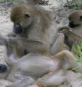 This shows baboons grooming.