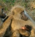 This shows baboons grooming.