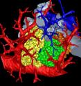 A research team led by the University of Iowa has created the most detailed, three-dimensional rendering of a mammal lung. The image pictured here shows a mouse's pulmonary acini, the terminals where gases and blood mix in a lung and whose function remains a mystery.