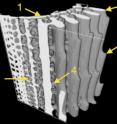 This is a MicroCT reconstruction of a portion of the spine showing details of its internal anatomy: 1 - inner wall, 2 - wedge, 3 - barb, 4 - bridge, 5 - porous zone.