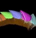 Scientists have discovered a rare fossil called <i>Kulindroplax</i>, the missing link between two mollusc groups, which is revealed in a 3D computer model, in research published today in the journal <i>Nature</i>.
