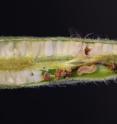 The larvae of the seed feeding moth <i>Mompha brevivitella</i> devouring the seeds of common evening primrose (<i>Oenothera biennis</i>). The larvae of this moth exclusively feed on the fruits of evening primrose and in response to natural selection imposed by this and other moth species, evening primrose populations evolve to flower later and to produce high levels of toxic chemicals called ellagitannins in their fruits. This evolution effectively reduces damage to the plant’s seeds.