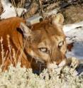 This is a female mountain lion captured and collared in western Nevada for the field component of study.