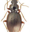 This is the newly described Perrault’s predatory ground beetle, Mont Tohiea, Moorea; actual body size is 6 mm.