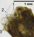 Copepod body parts are visible within the fish fecal pellet: 1, swimming leg; 2, antenna; 3, furcal rami.