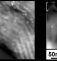 Heterogenized homogeneous nanocatalysts are sustainable as shown by these TEM images in which there is almost no difference in the cluster size of dendrimer-encapsulated gold nanoclusters (white dots) before (left) and after cyclopropanation reactions.