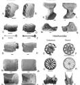 These are fossils of deep sea fauna discovered off the coast of Florida.