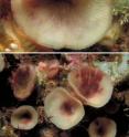 This is the new coral species living on the ceilings of caves in tropical coral reefs.