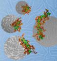 This illustration depicts DNA molecules (light green), packaged into nanoparticles by using a polymer with two different segments. One segment (teal) carries a positive charge that binds it to the DNA, and the other (brown) forms a protective coating on the particle surface. By adjusting the solvent surrounding these molecules, the Johns Hopkins and Northwestern researchers were able to control the shape of the nanoparticles. The team’s animal tests showed that a nanoparticle’s shape could dramatically affect how effectively it delivers gene therapy to the cells. The cartoon images in the foreground, obtained though computational modeling, matched closely with the gray background images, which were collected through transmission electron microscopy.