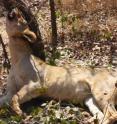 A young lion killed in a snare - Savé Valley Conservancy (SVC), Zimbabwe. This was one of 10 lions reintroduced into SVC. Several pride members were killed in a snare line. While the lion population subsequently recovered, these incidents can severely affect small populations.