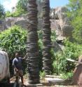 This shows two towers holding thousands of 
snares collected over nearly five years          
on Senuko Ranch, Savé Conservancy, Zimbabwe. From August 2001 to July 2009, 84,396 wire snares were removed in this area and at least 6,454 wild animals killed.