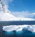This is an Iceberg MargueriteBay.