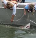 Delaware researchers are tagging sand tigers to learn about the sharks' migrations.